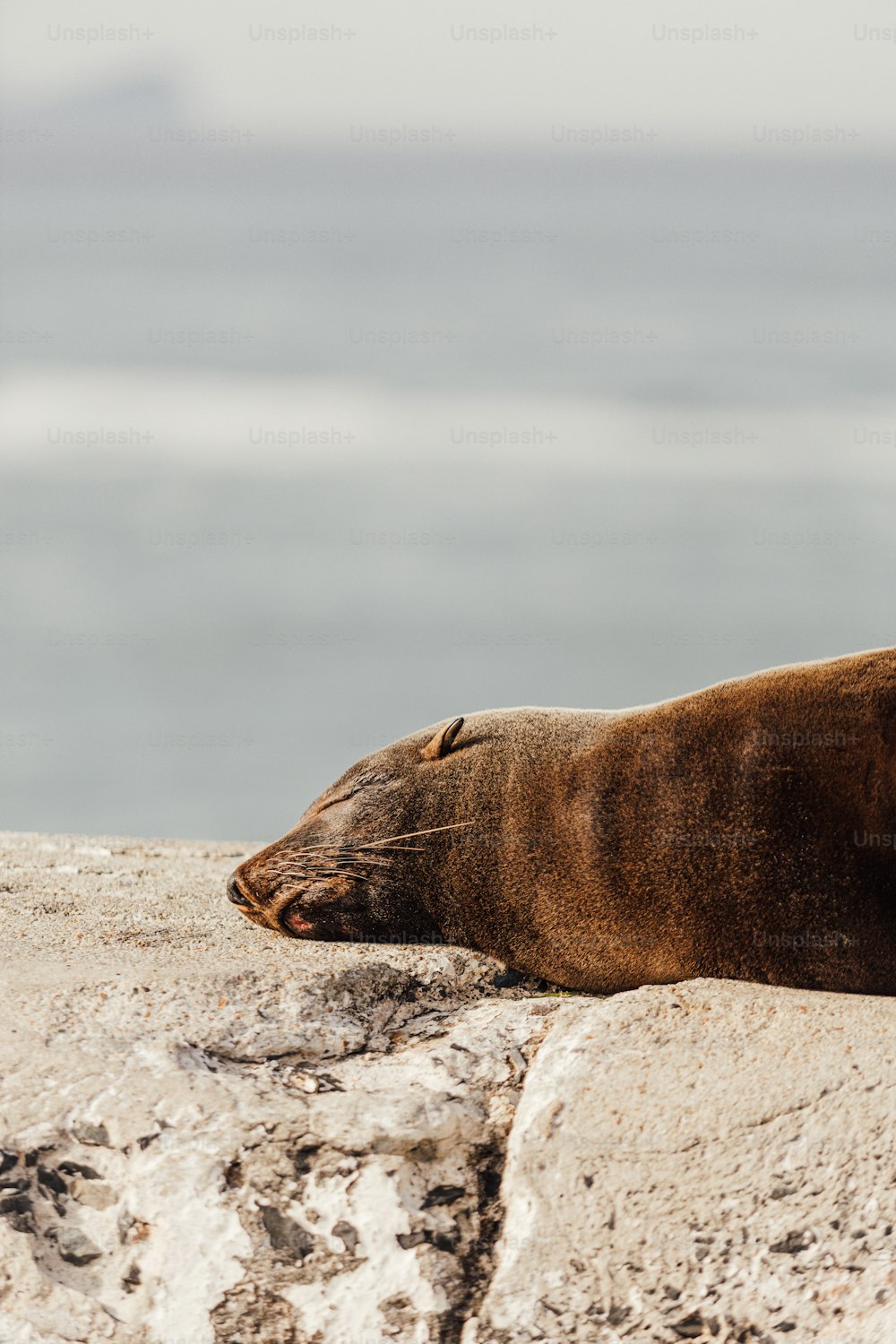 uma foca deitada em uma praia