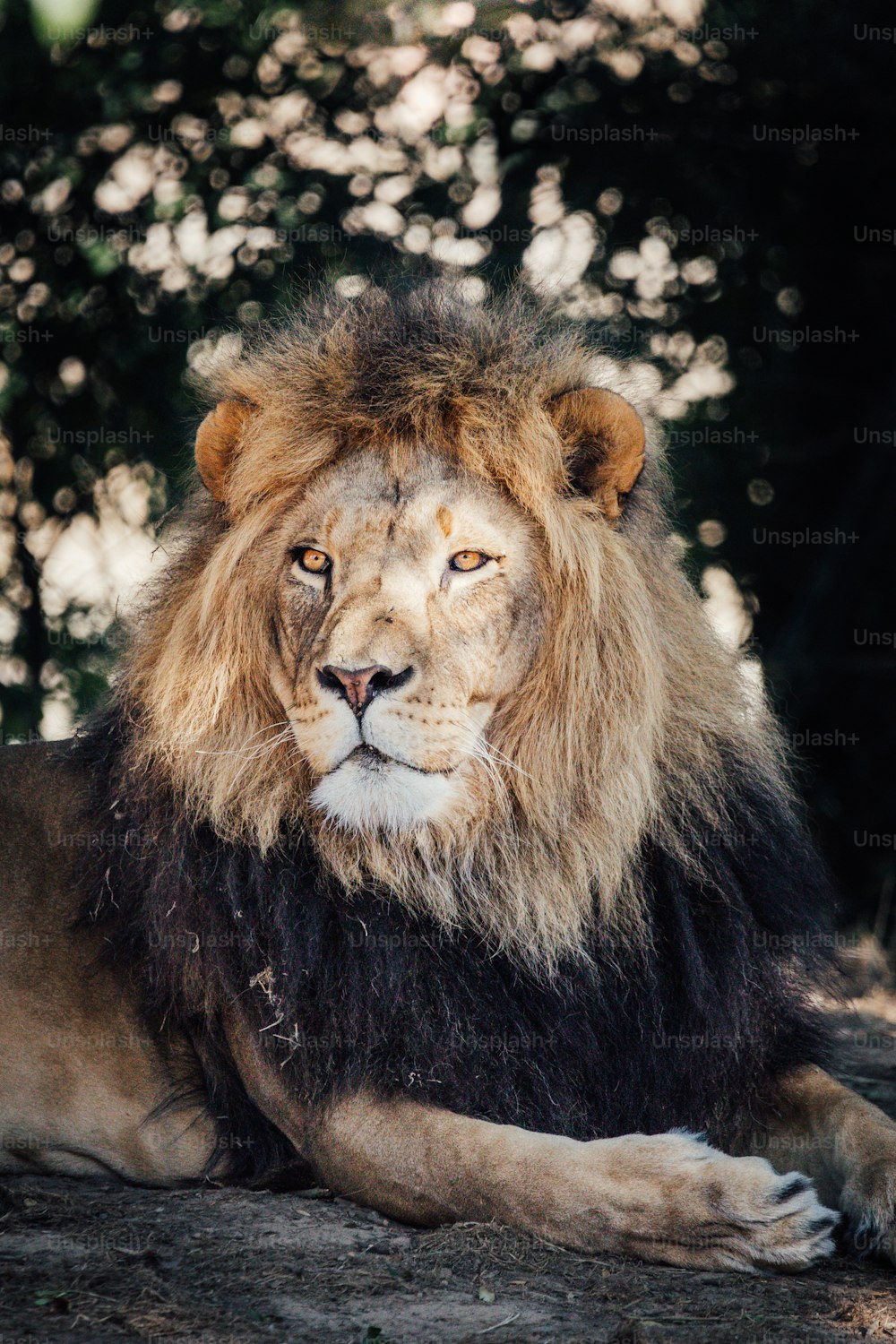 a lion lying down