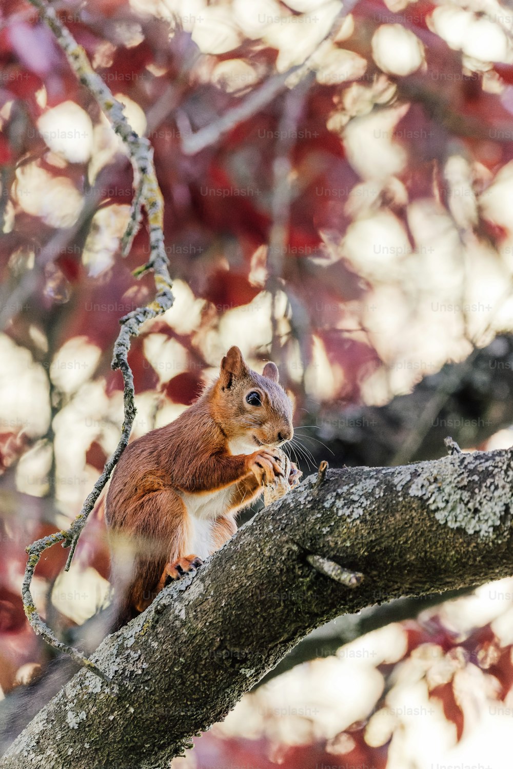 a squirrel on a branch