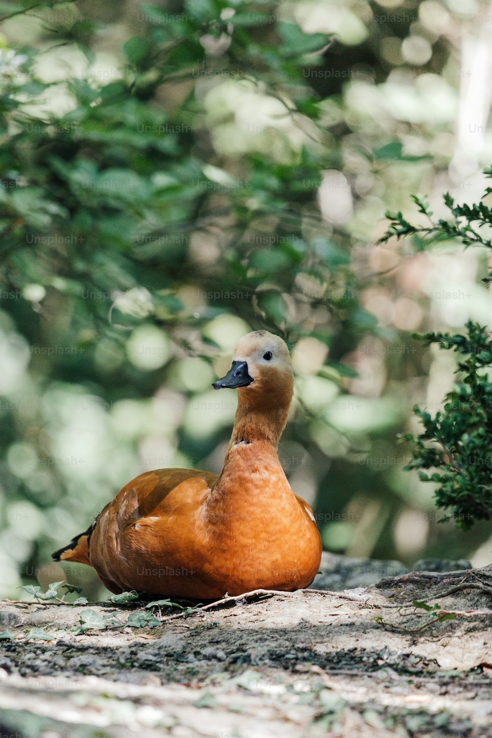 un canard assis par terre