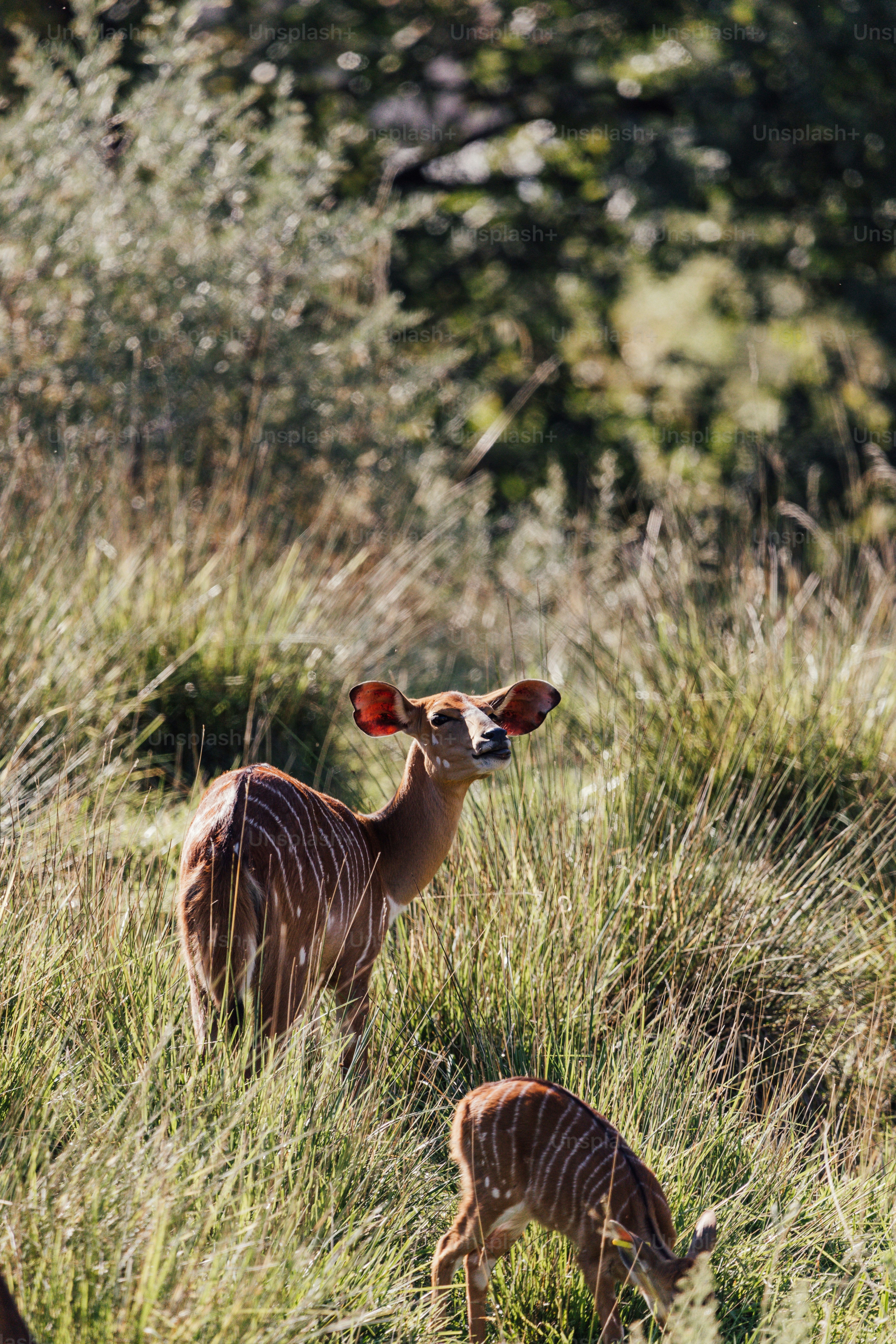 un cervo con un orecchio rosso