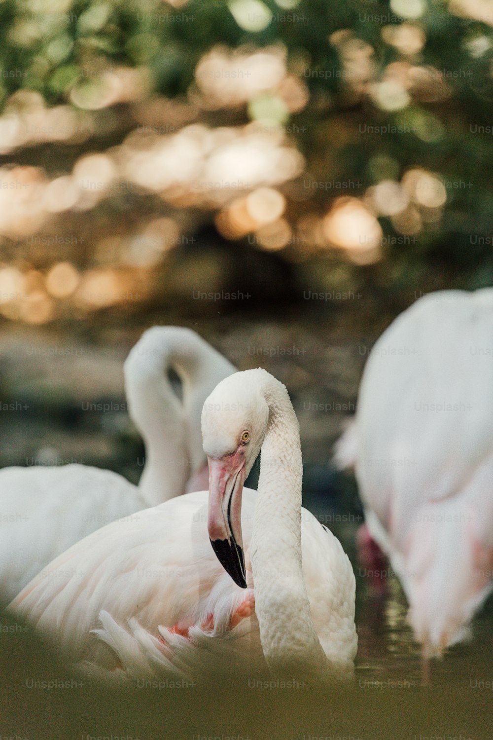 Un grupo de pájaros blancos en un estanque