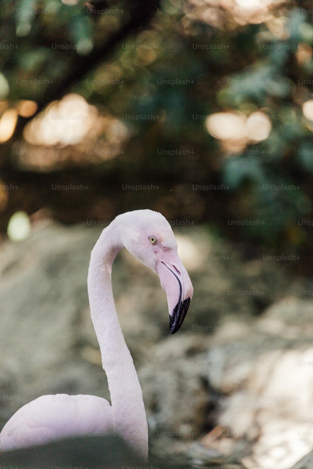 a white bird with a long neck