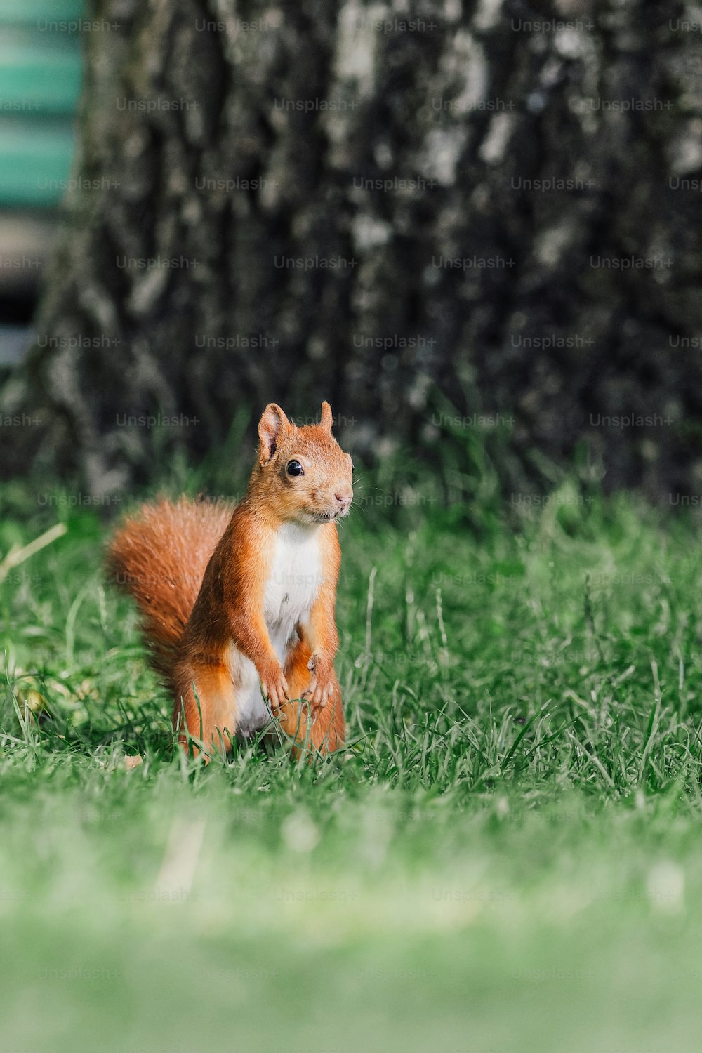 um esquilo de pé na grama