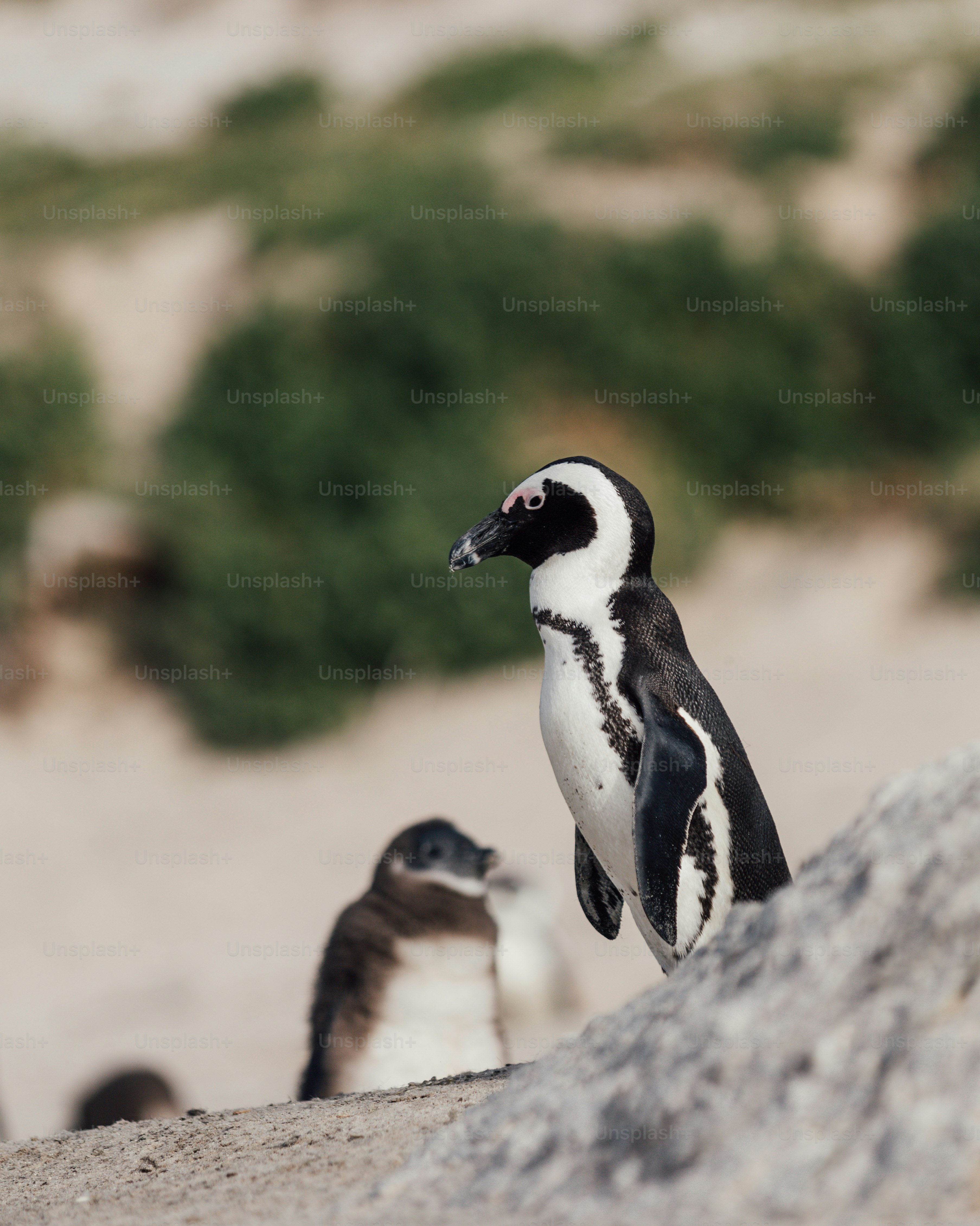 a penguin and a baby penguin