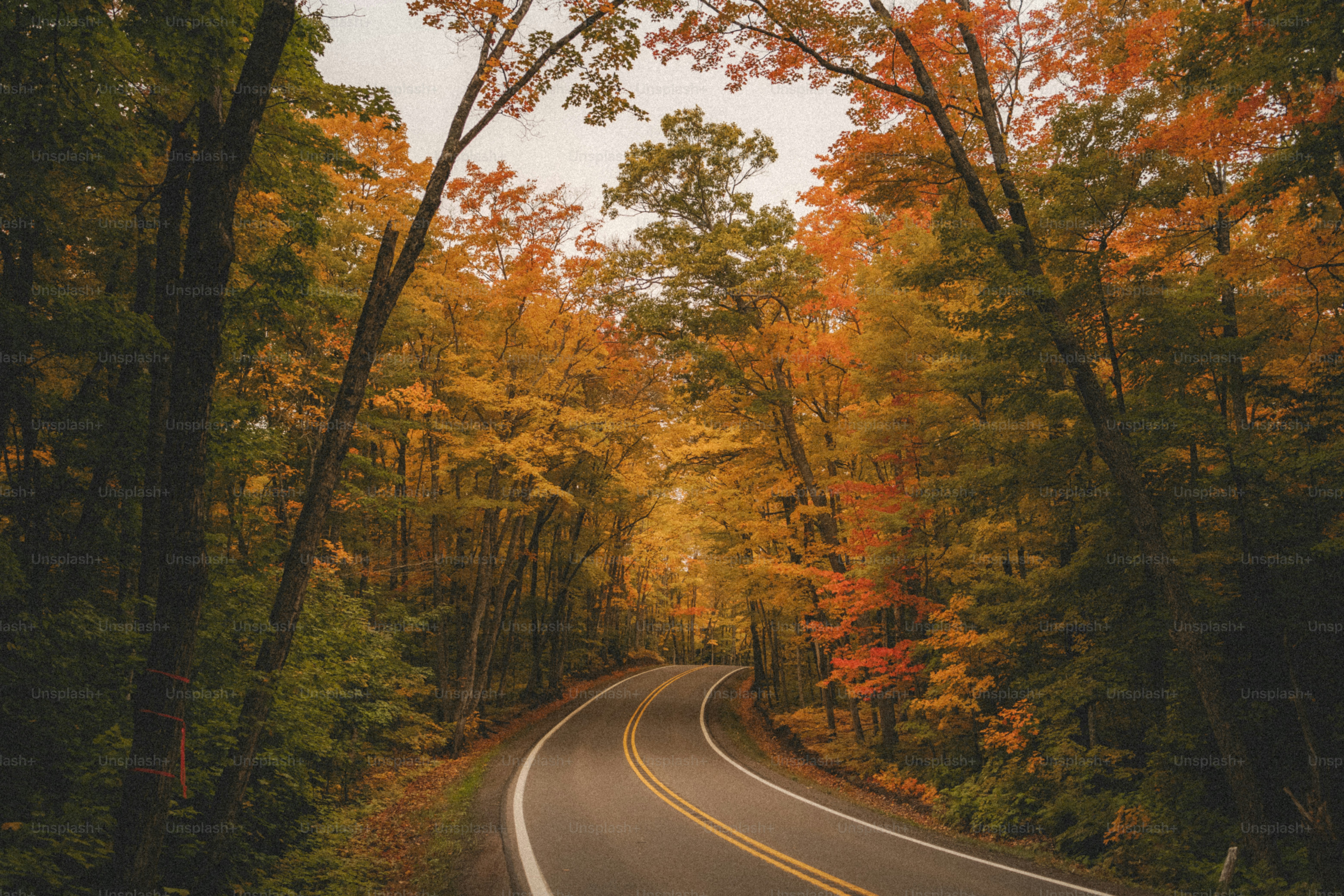 a road with trees on either side