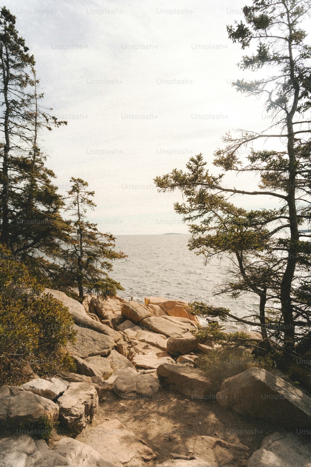 a rocky area with trees and water in the background