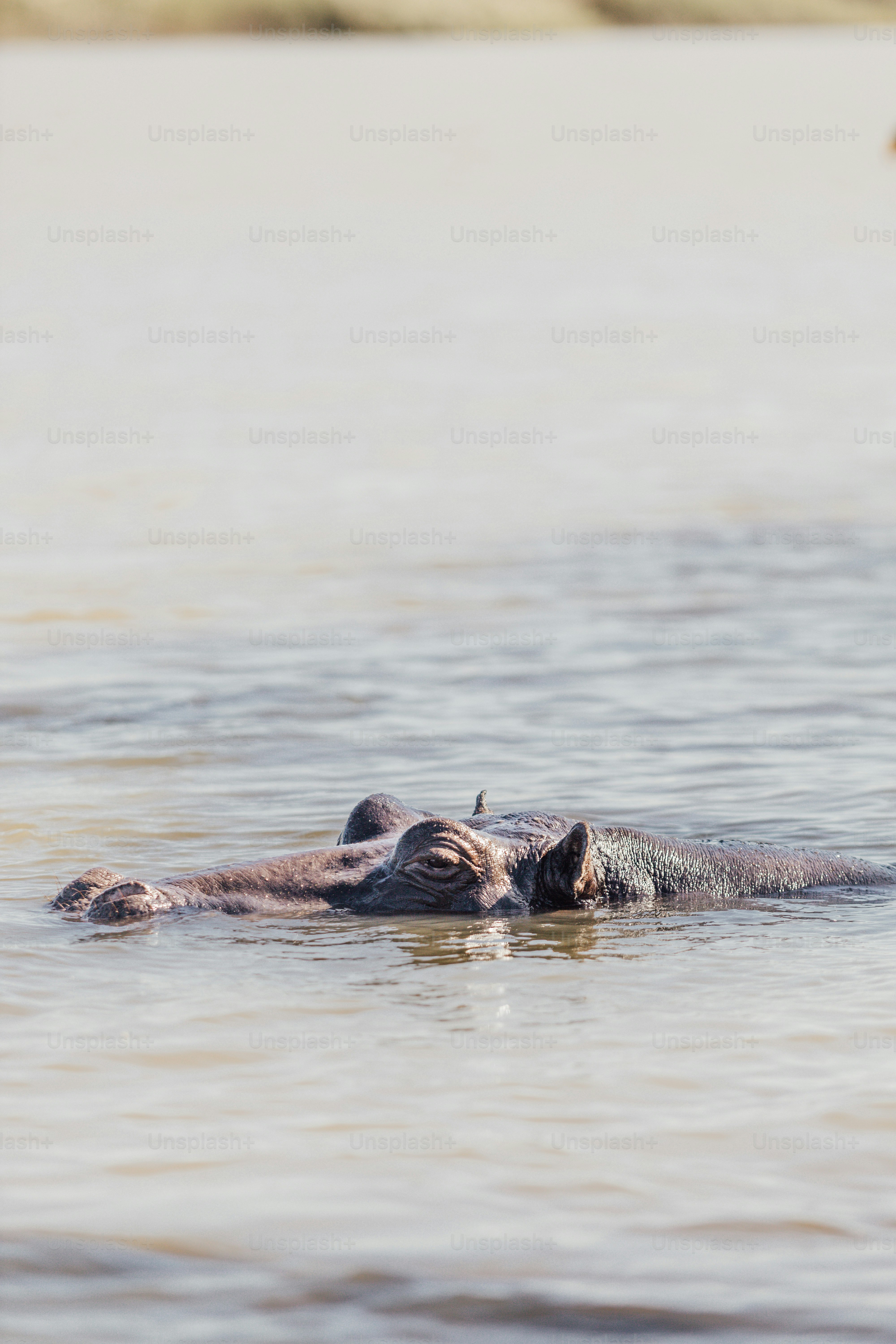 Ein Krokodil im Wasser