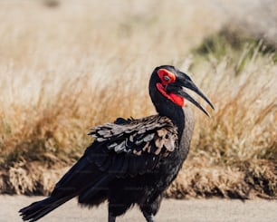 Un pájaro negro con ojos rojos