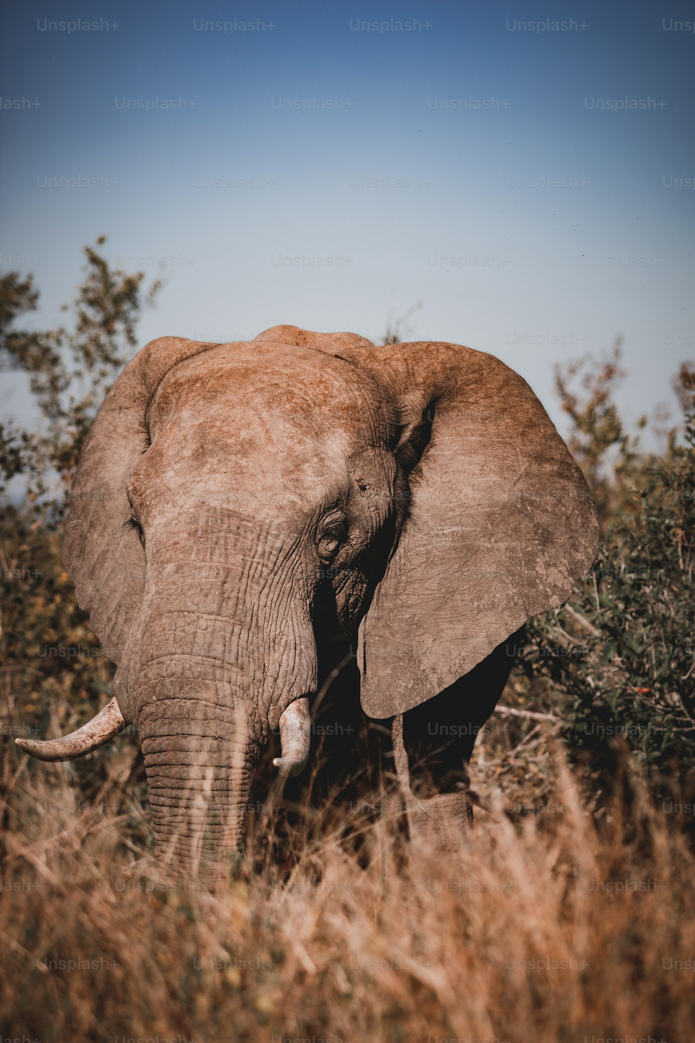 9 Days Family Safari in Tanzania