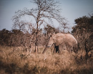 an elephant in a grassland