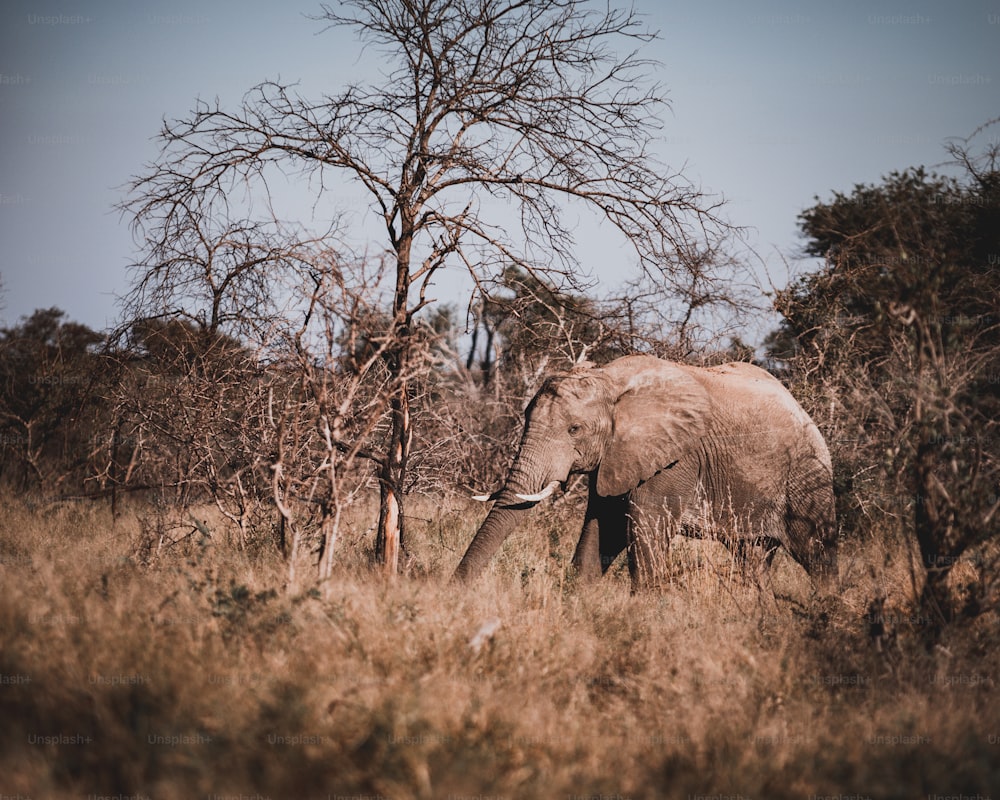 an elephant in a grassland