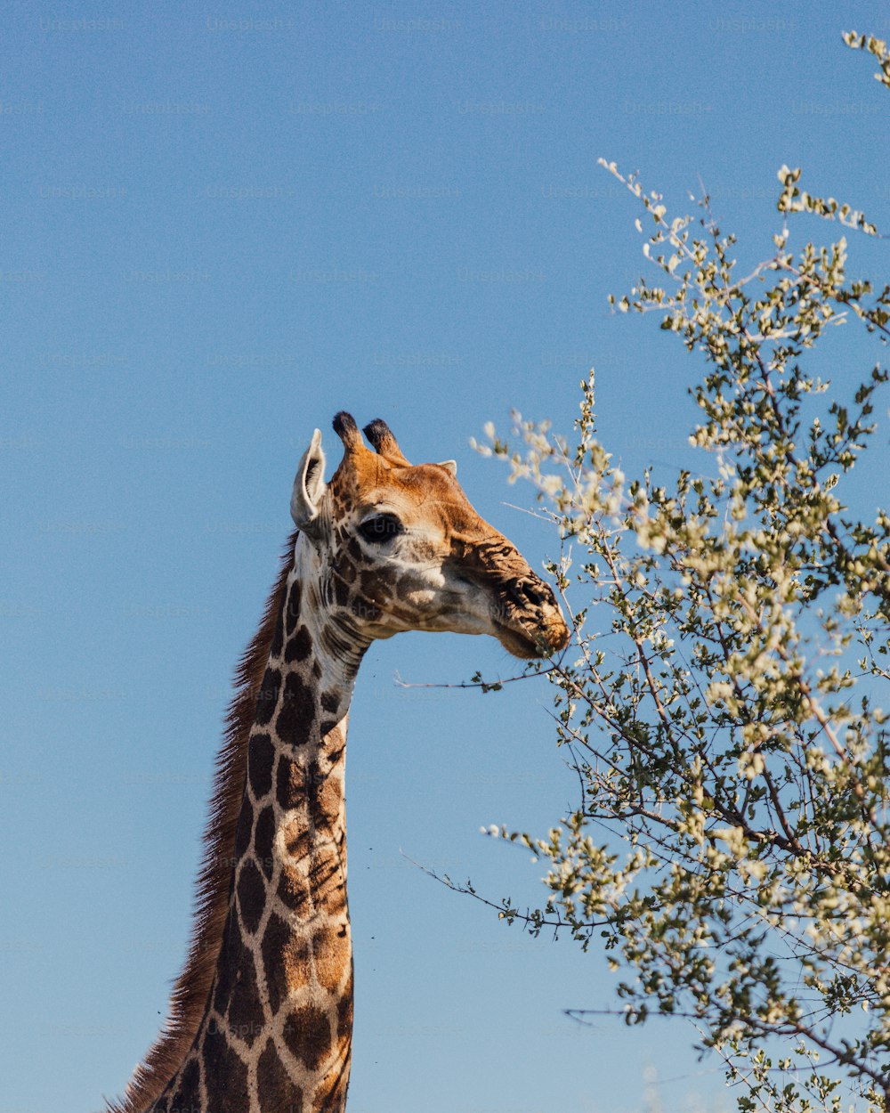 uma girafa comendo folhas