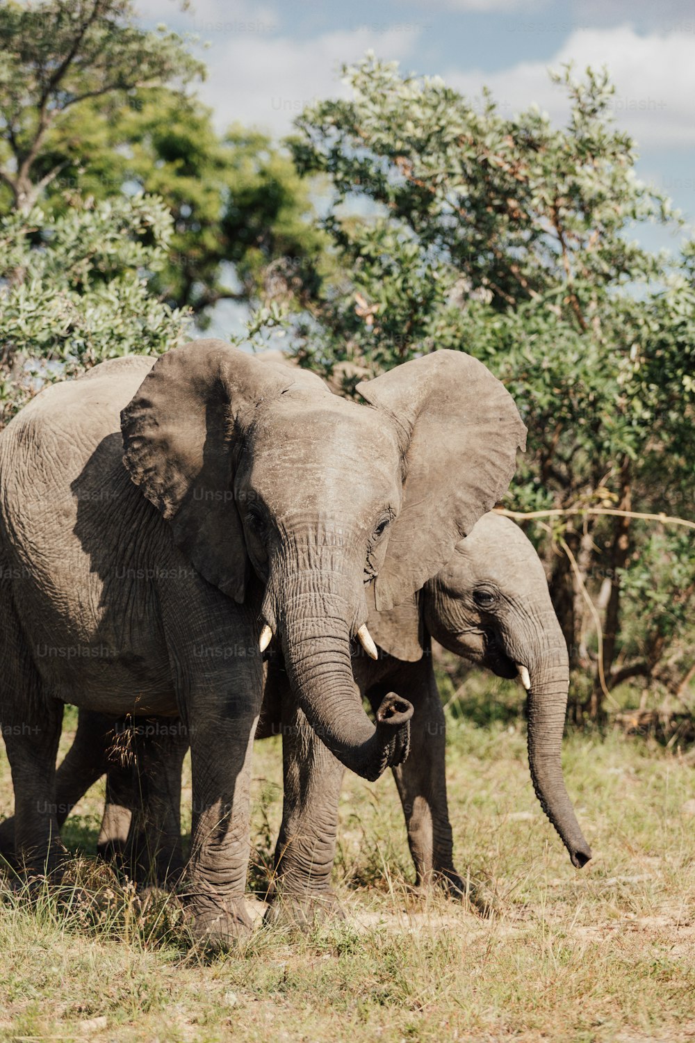 코끼리 두 마리가 서로 가까이 서 있다