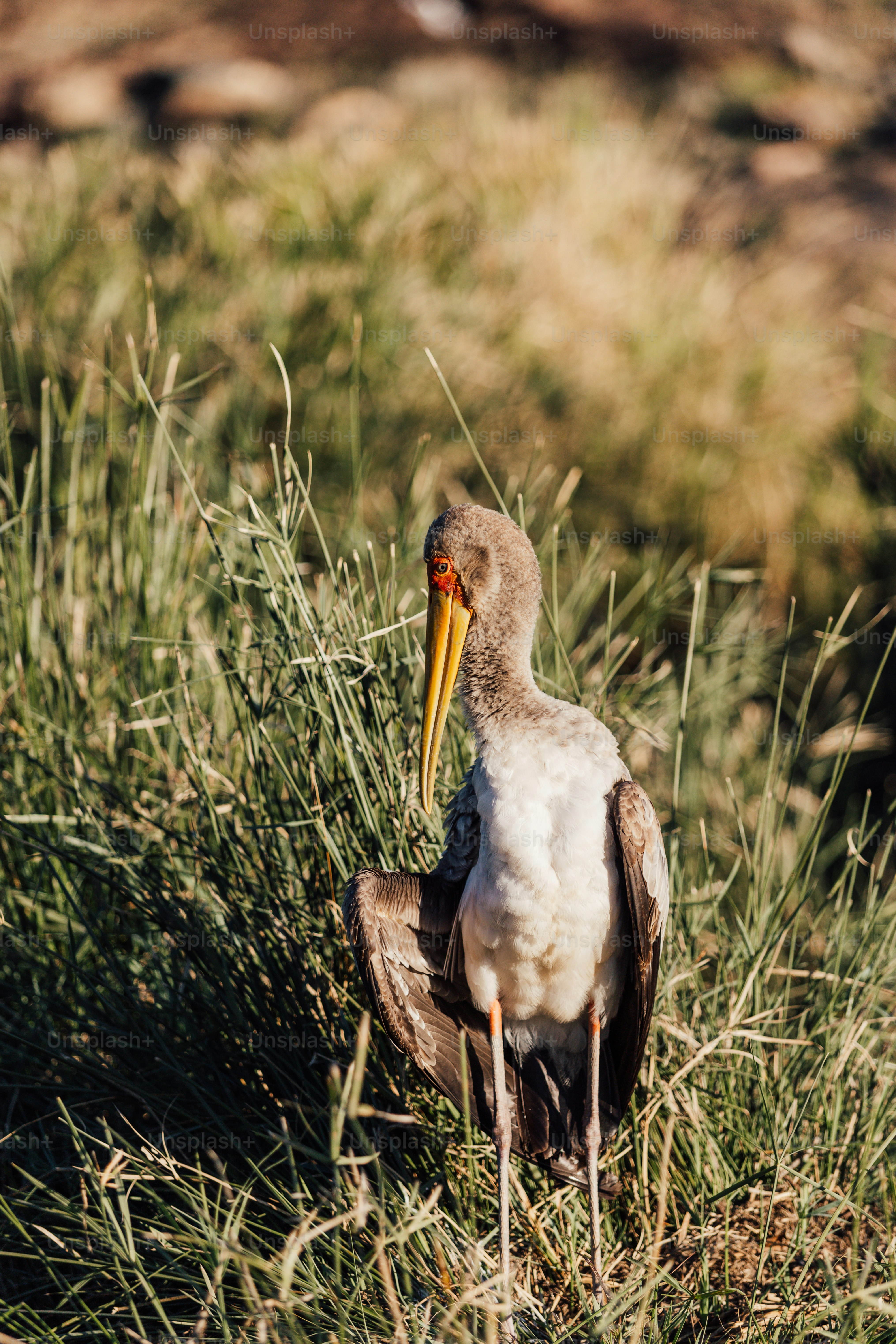 a bird sitting in the grass