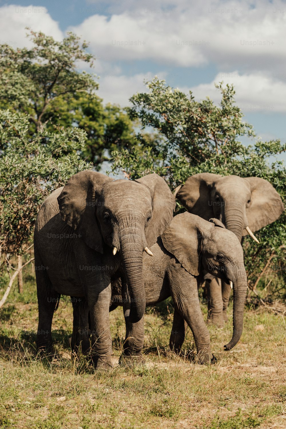 a group of elephants stand in a grassy field