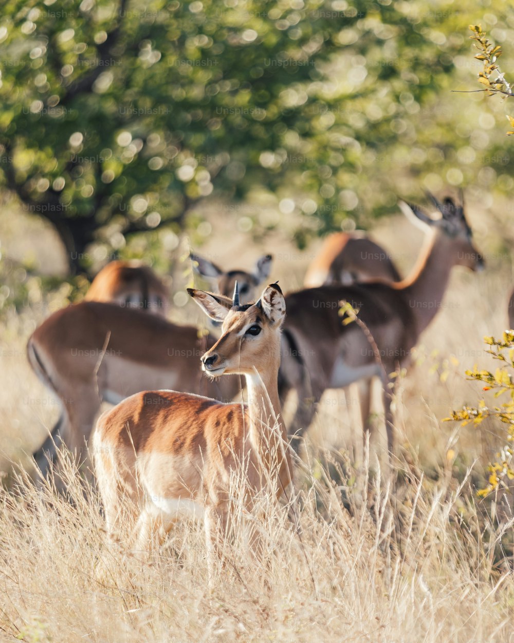 un groupe de cerfs dans un champ