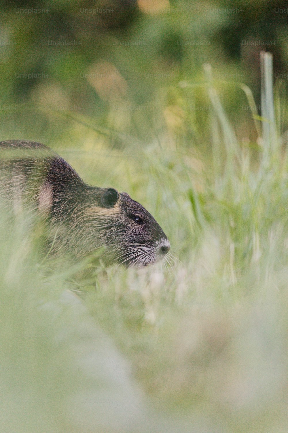 a small animal in the grass