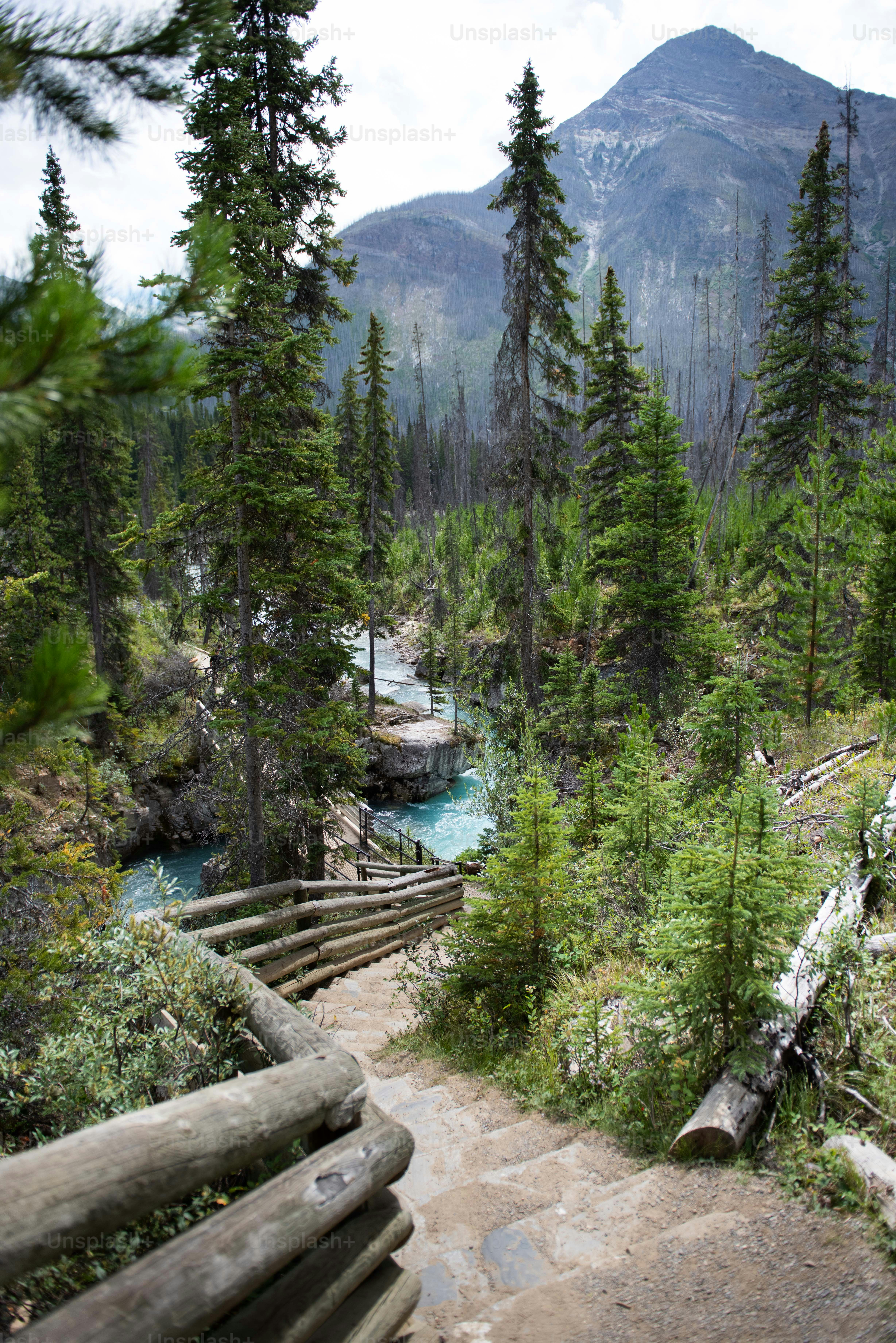 1000+ Green Forest Pictures Download Free Images on Unsplash