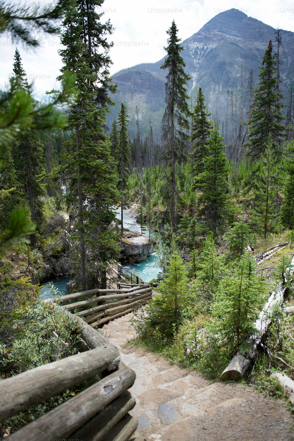 Un río en un bosque