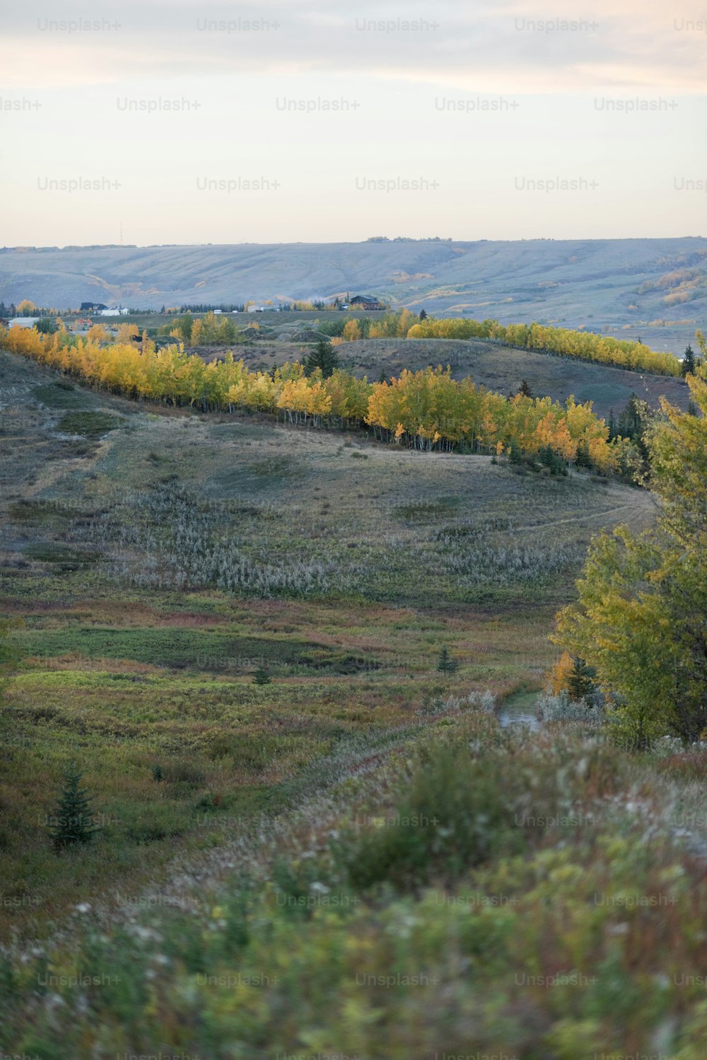 a landscape with trees and grass