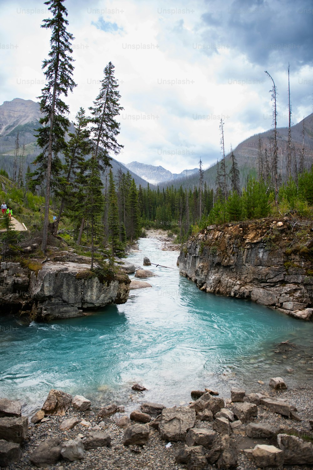 Une rivière avec des rochers et des arbres