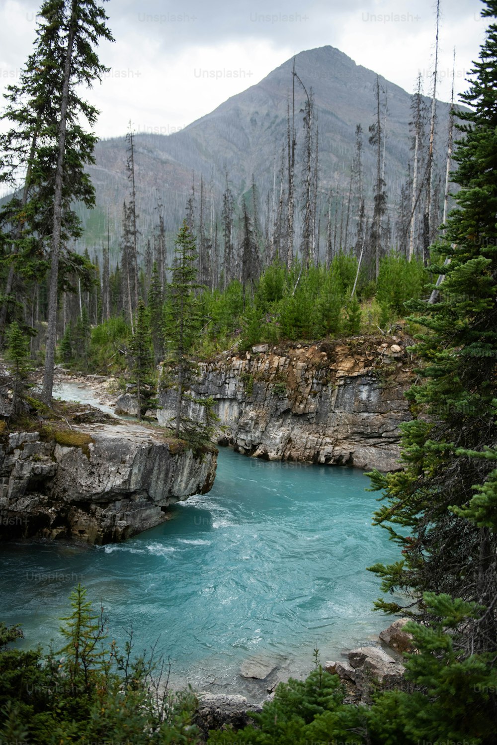 um rio com árvores e rochas