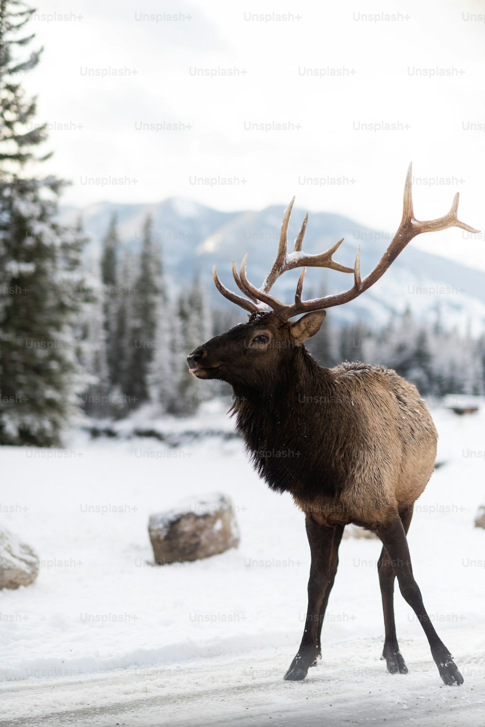 Deer Snow On Christmas Background Winter Stock Photo 1562965165