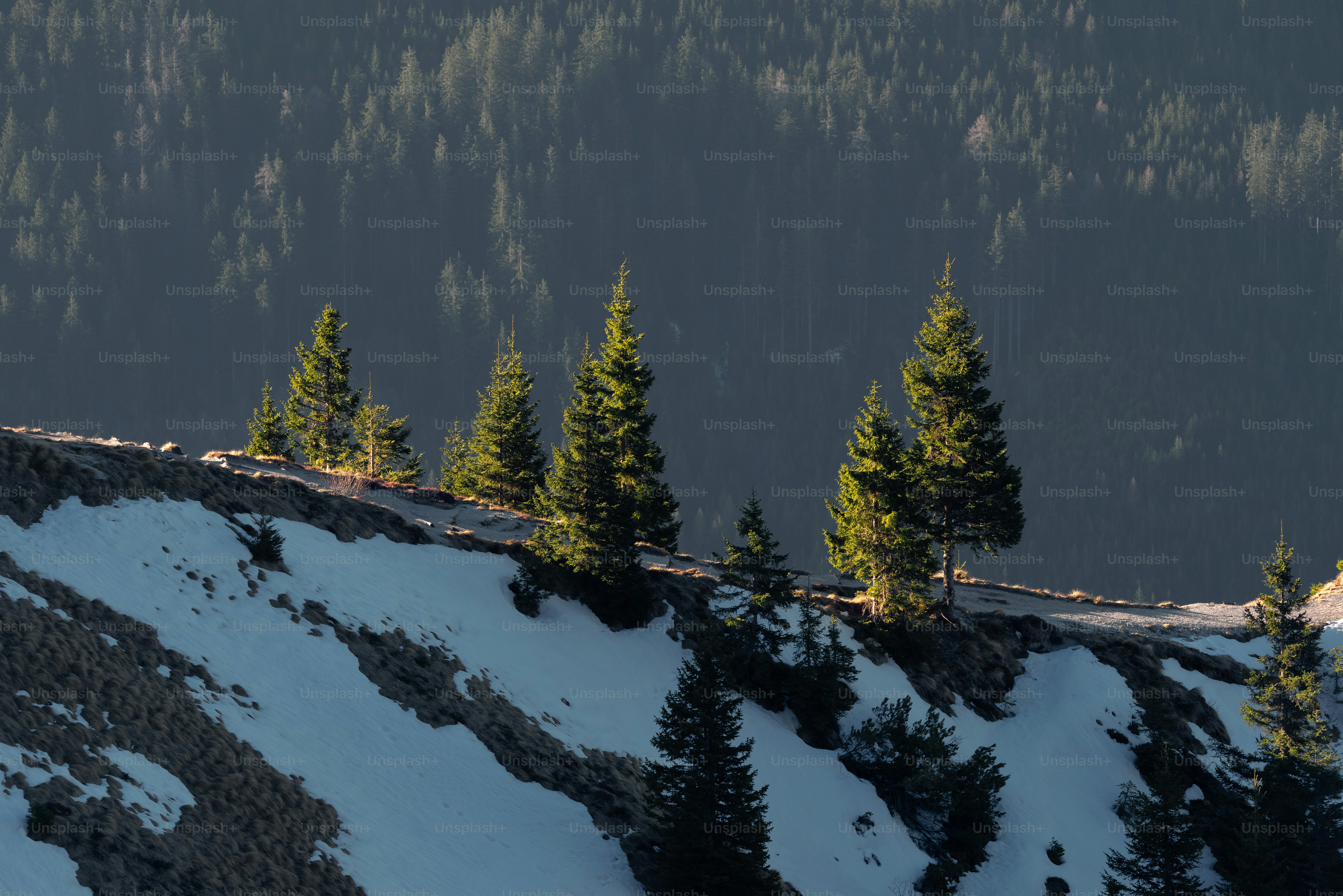 a snowy mountain with trees