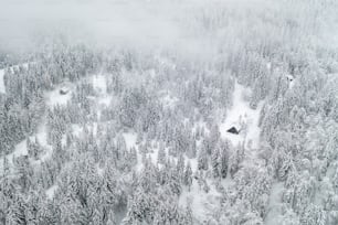 a forest covered in snow