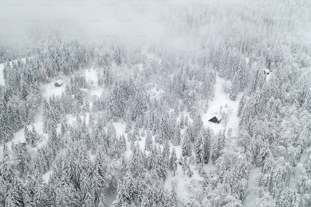 uma floresta coberta de neve