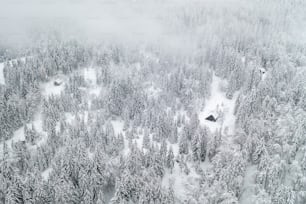 雪に覆われた森