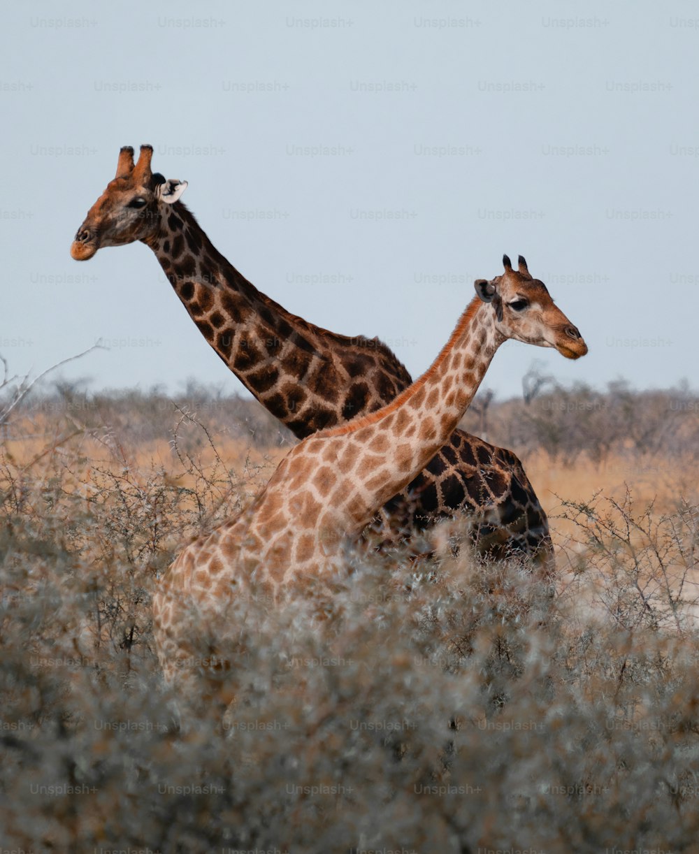 giraffes standing in the wild