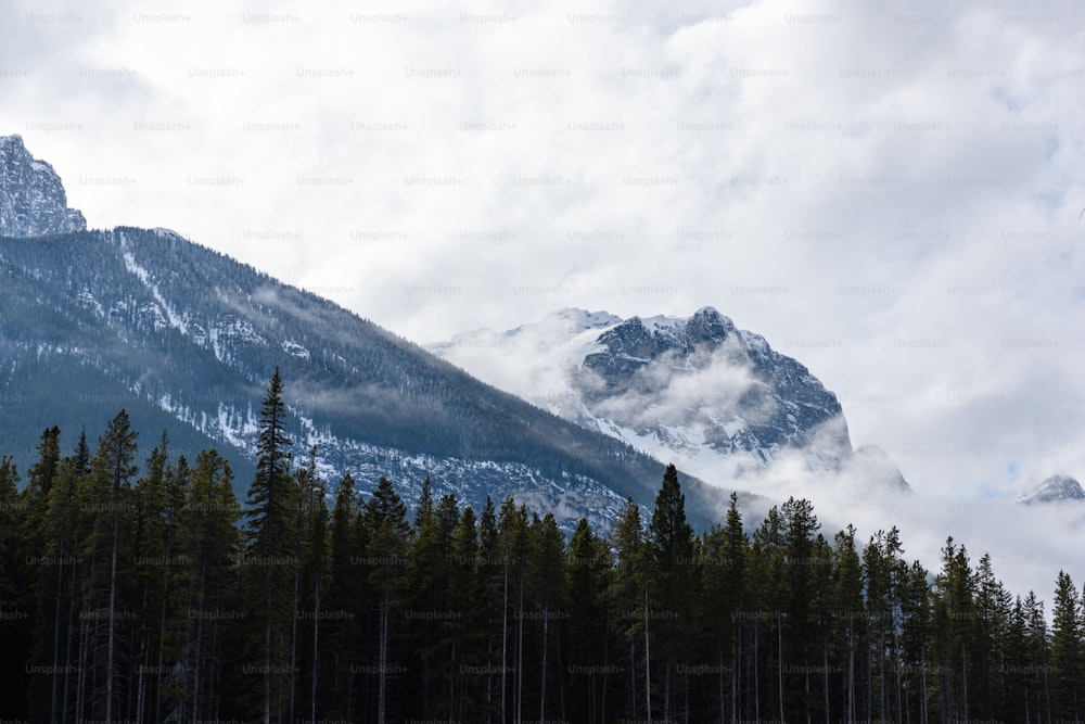 a forest of trees in front of a mountain range