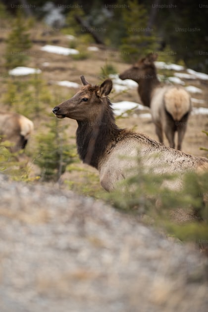 Hunter glassing a mountain ridge at sunrise in the backcountry