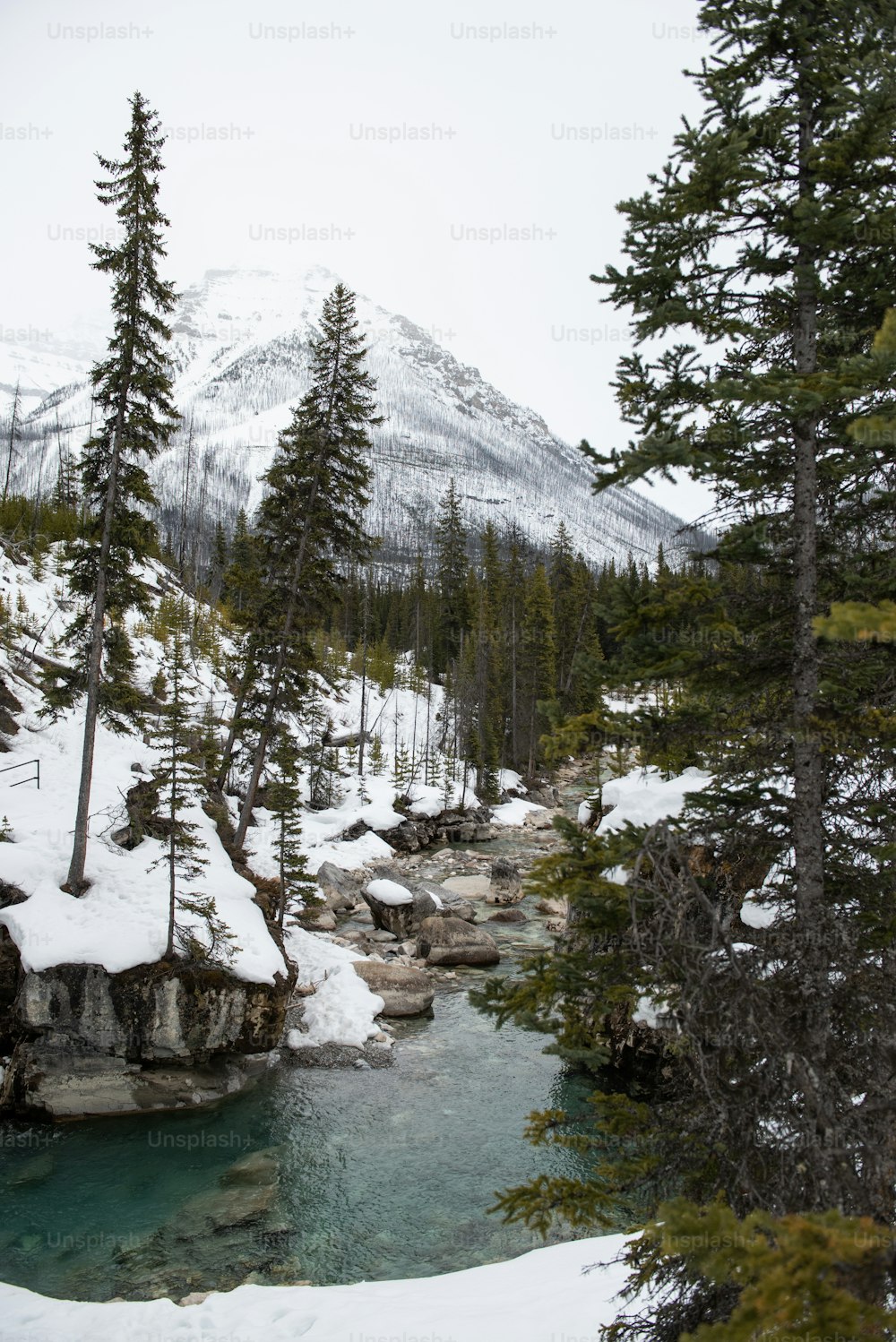 Une rivière avec de la neige et des arbres
