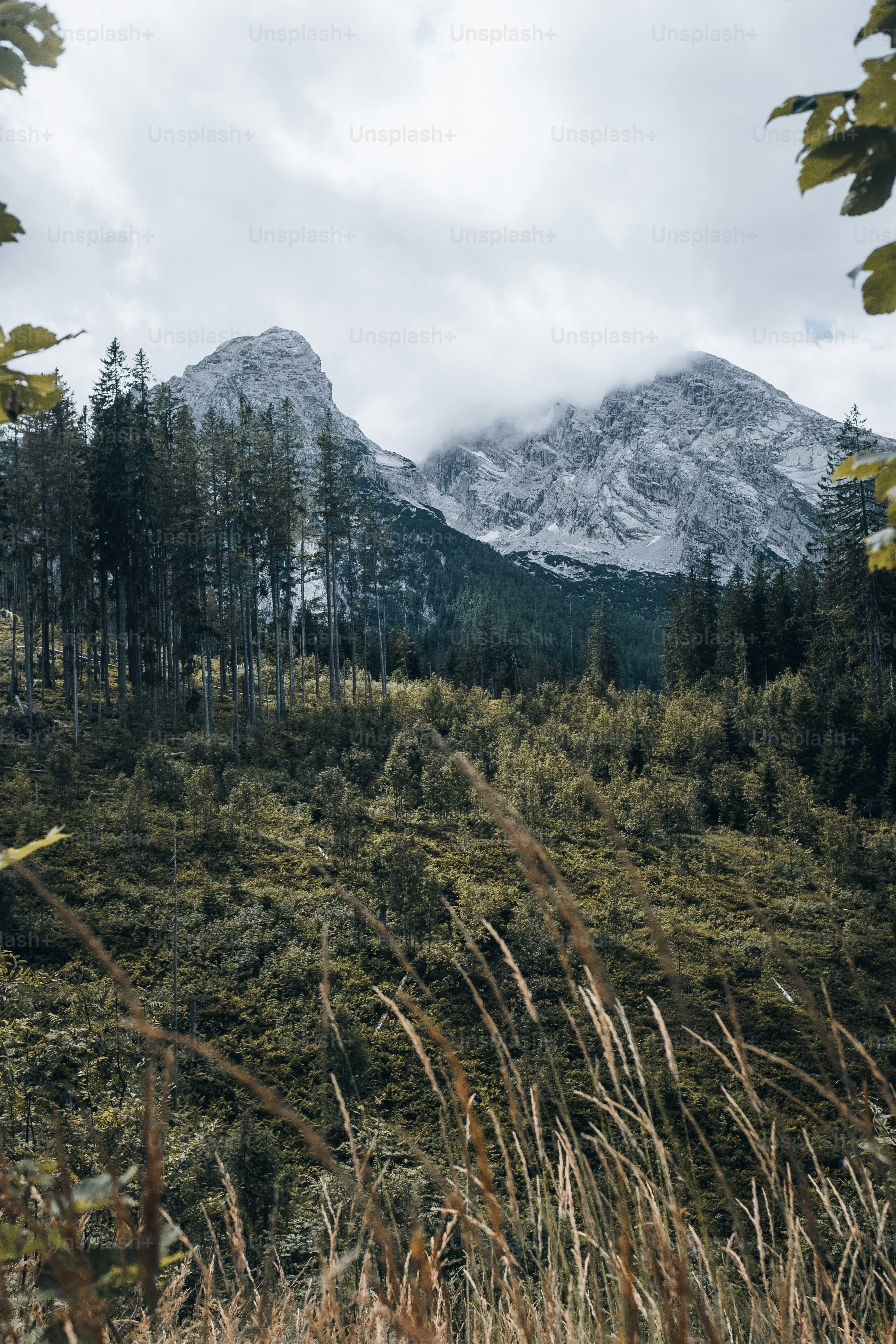 Ein Wald mit einem Berg im Hintergrund