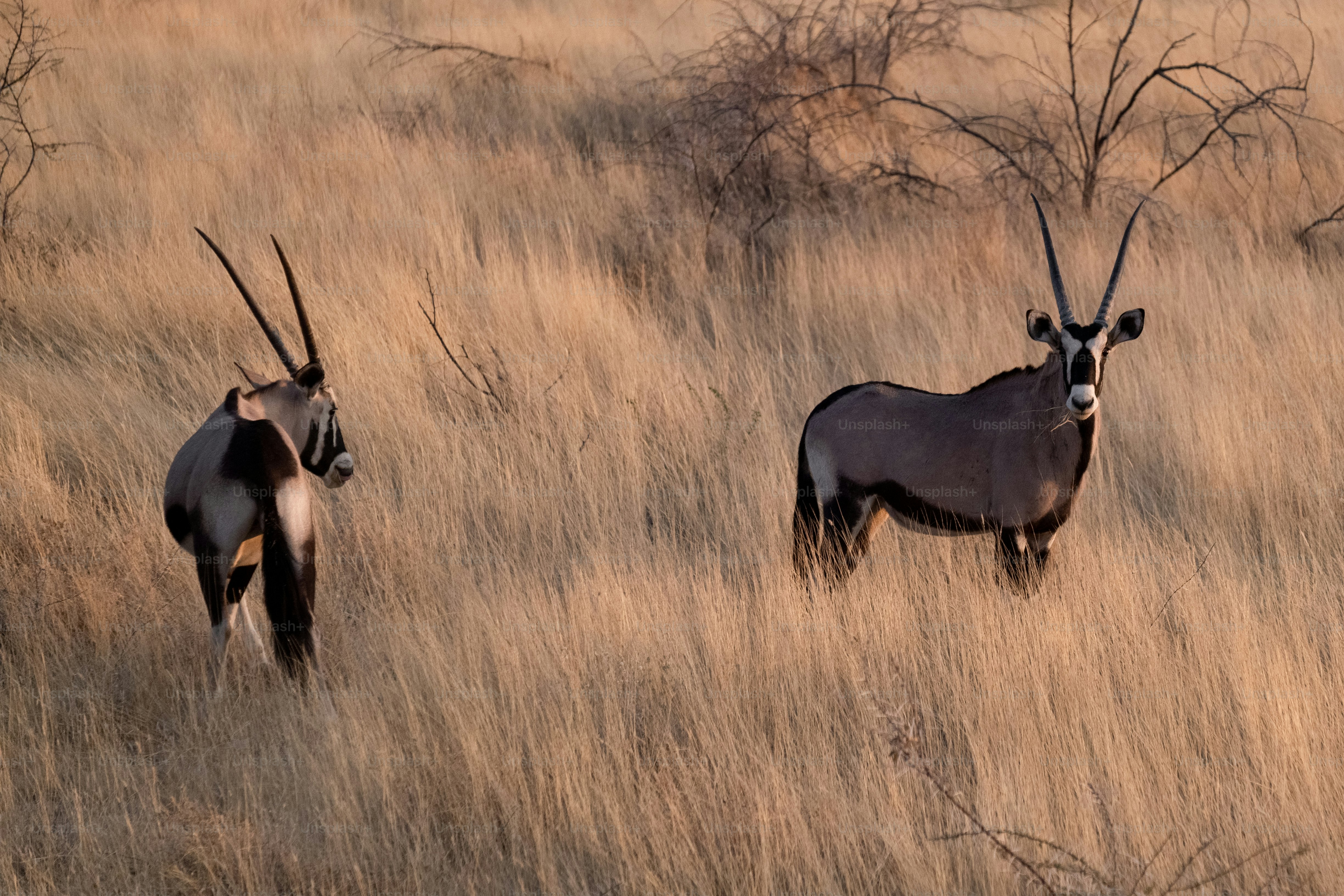 two animals with antlers in a field