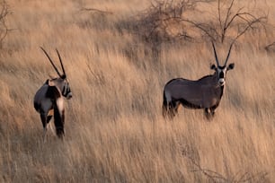 Due animali con le corna in un campo