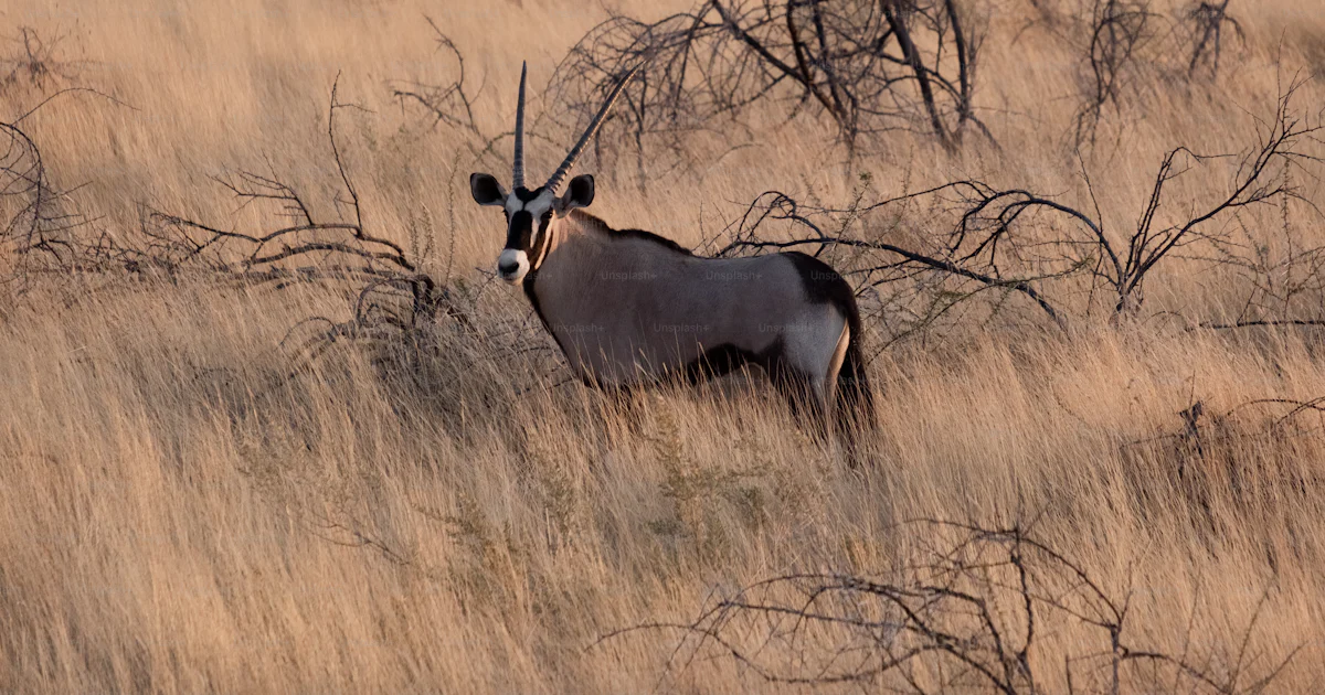 Un animal à cornes dans un champ photo – Etosha Photo sur Unsplash