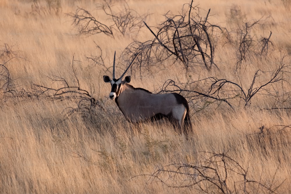 a horned animal in a field