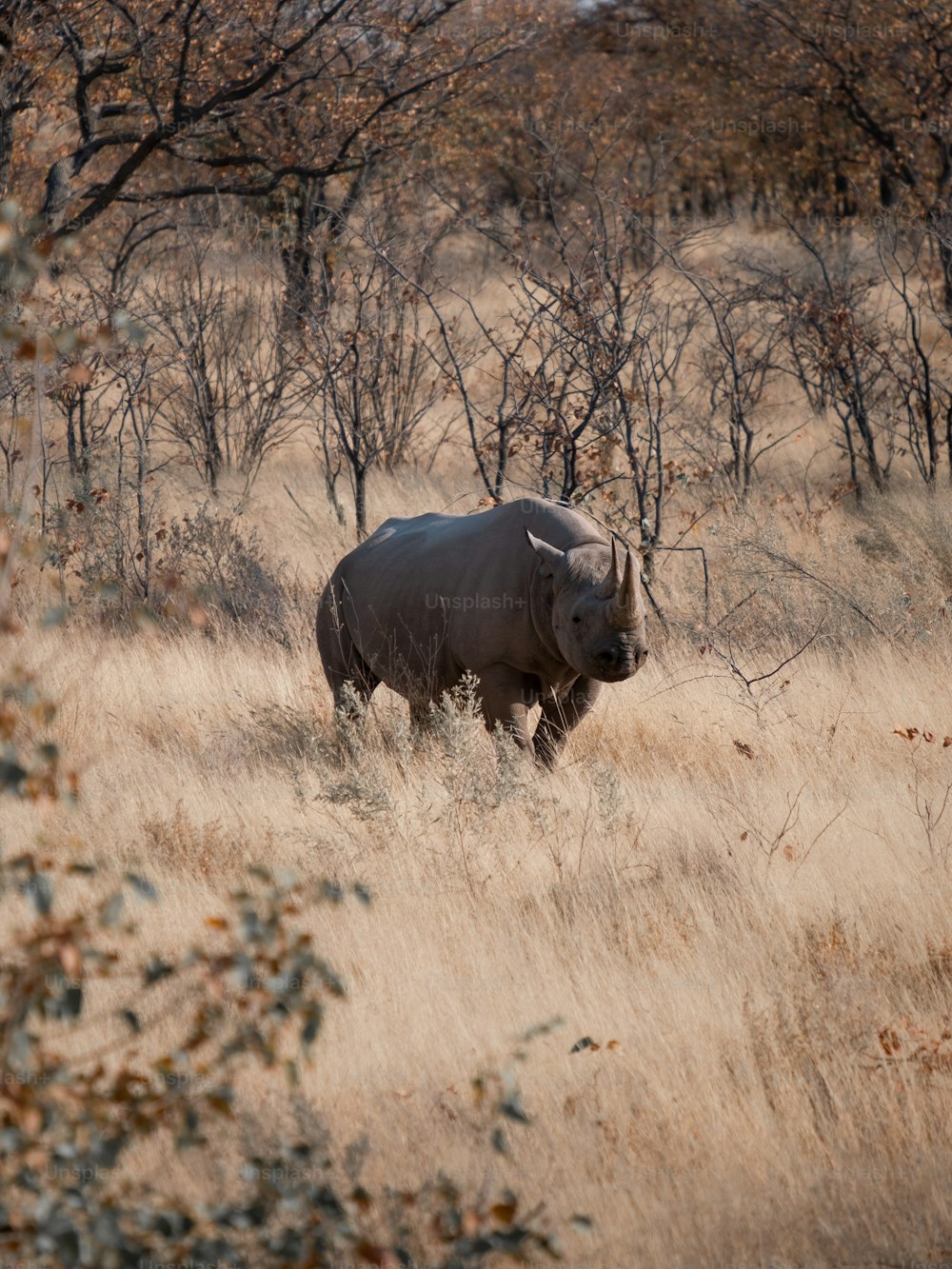 Un rhinocéros dans un champ