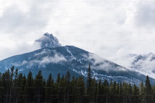 Un bosque frente a una montaña