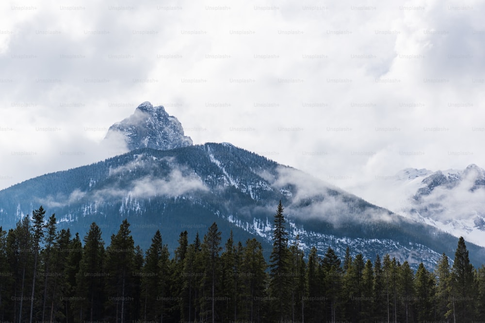 a forest in front of a mountain