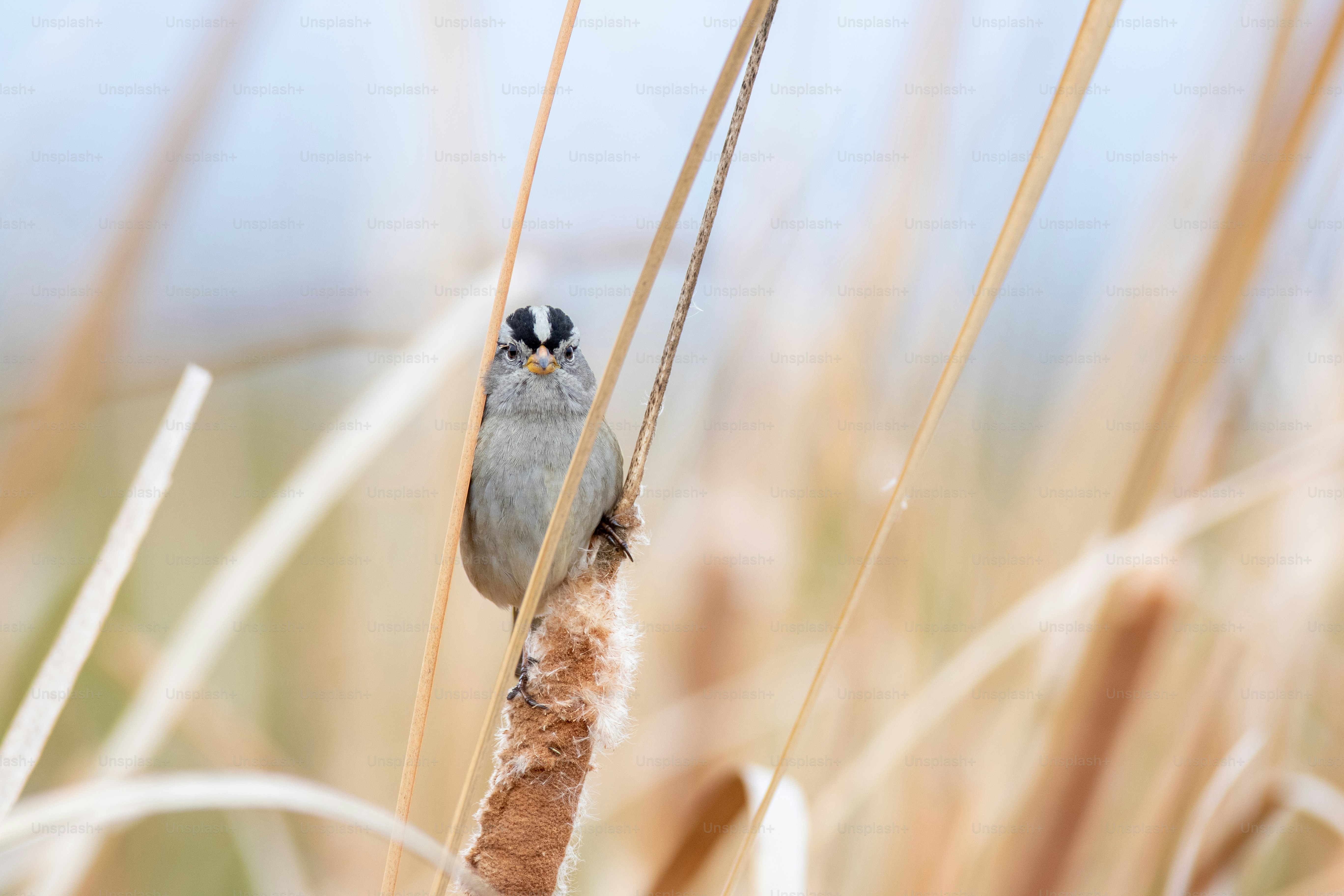 a small animal on a branch