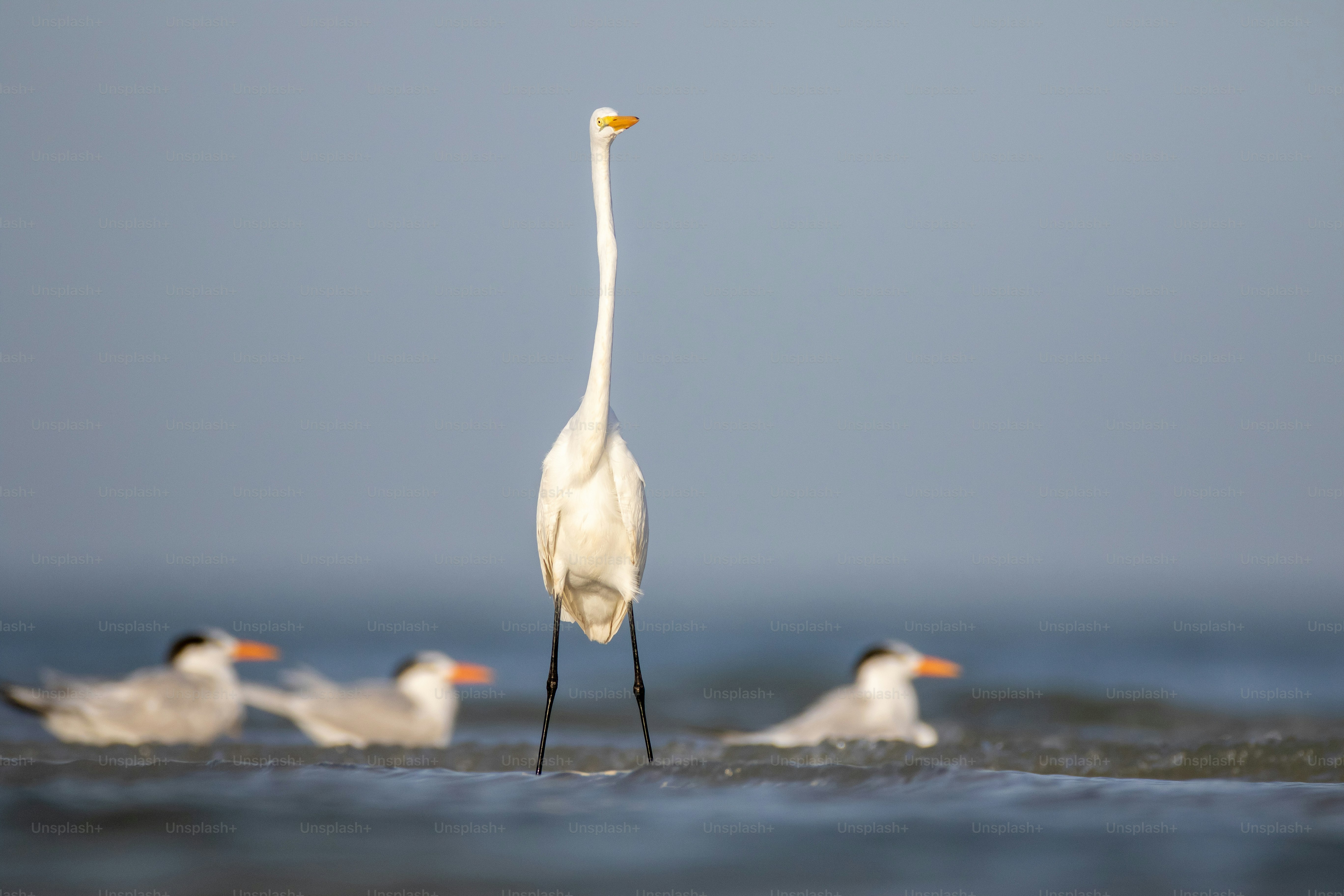 a bird standing on the beach