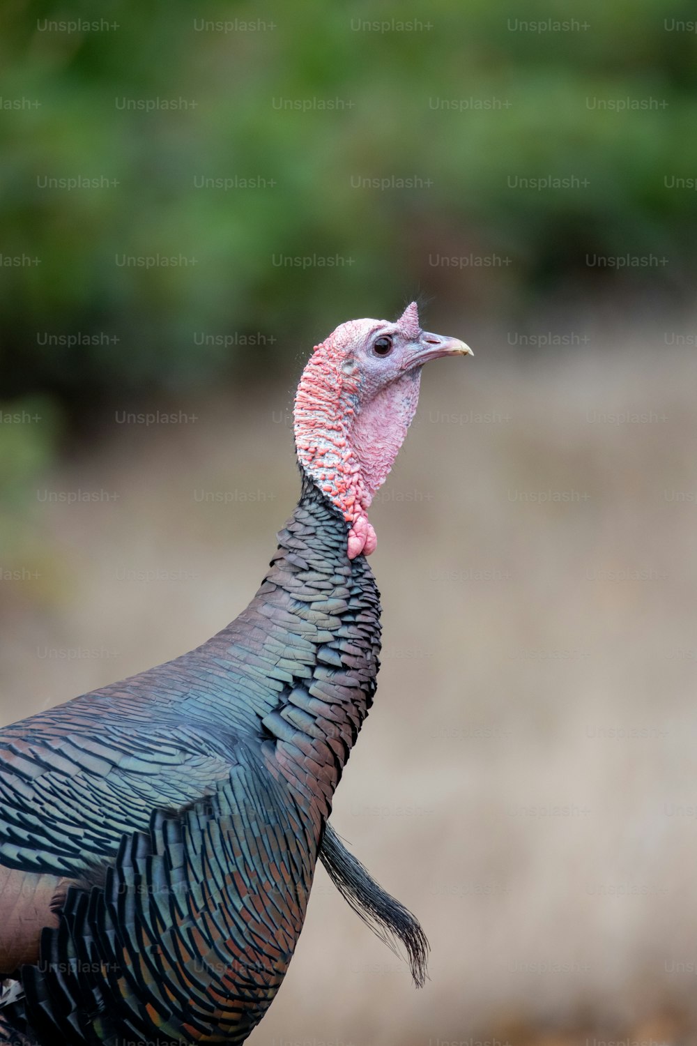 a bird with a pink head