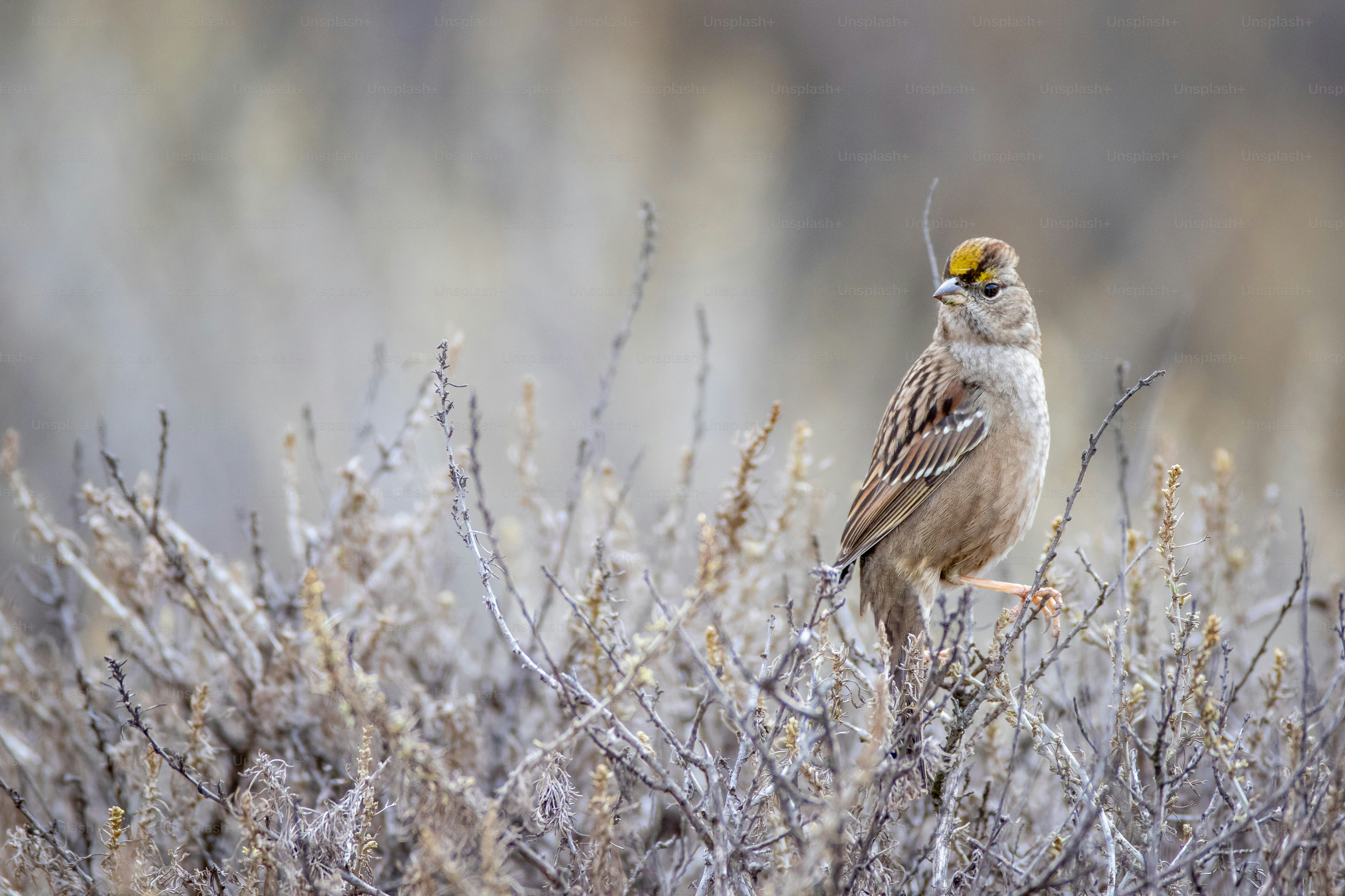 a bird sits on a branch