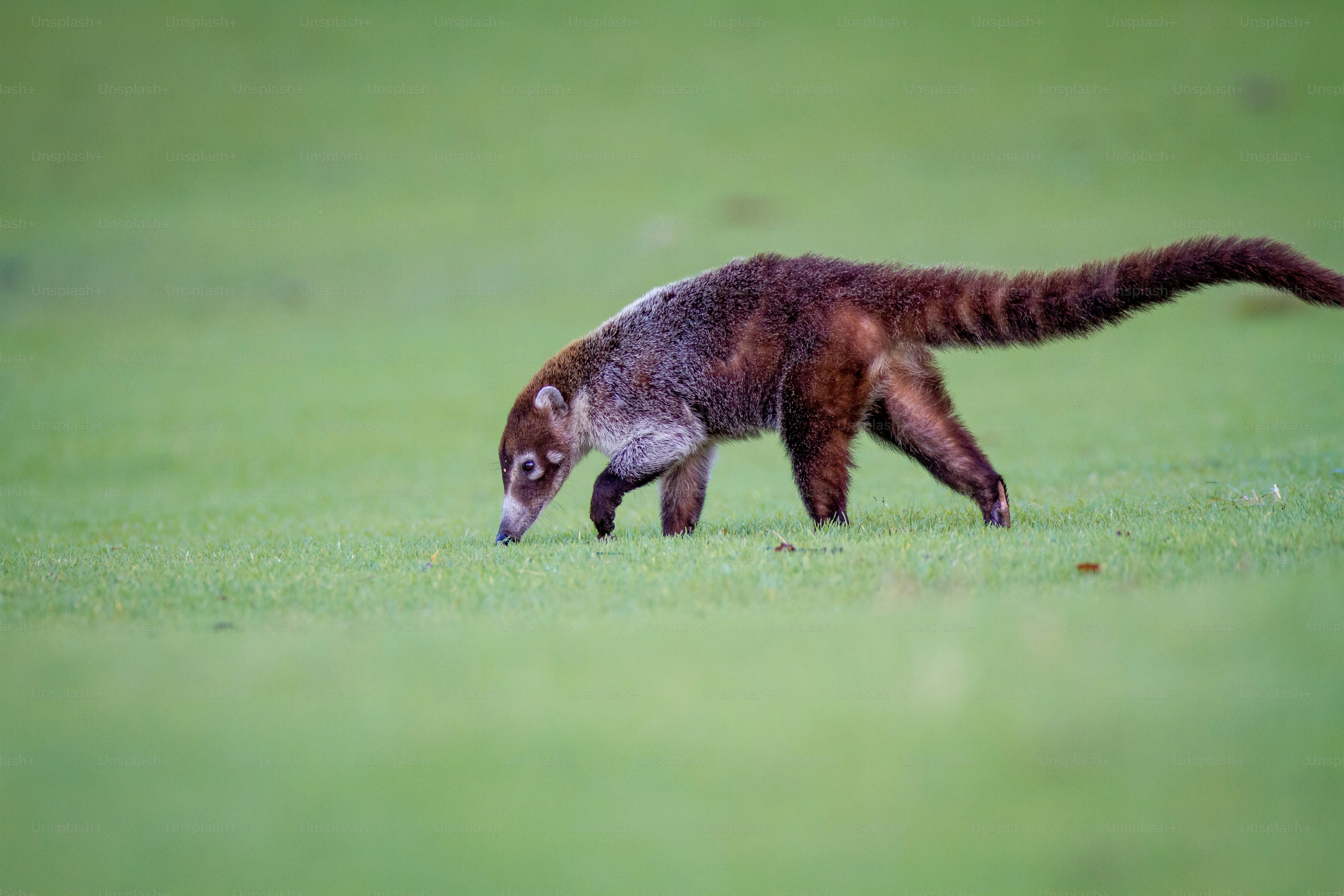 a raccoon walking on grass