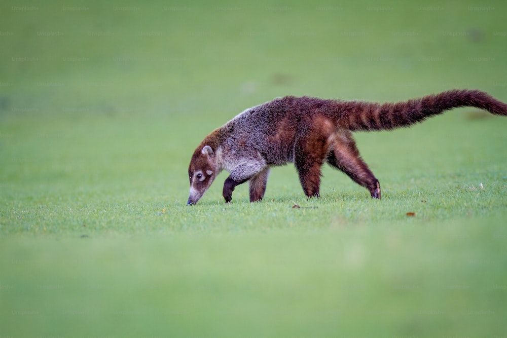 a raccoon walking on grass